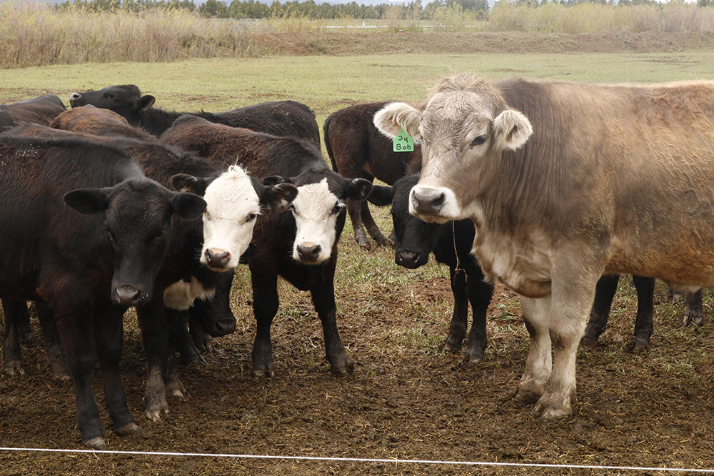 Tommy Casados cows